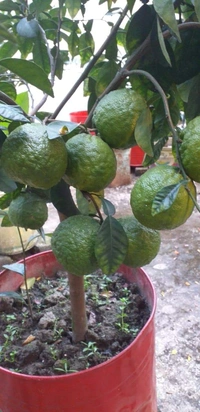 Nagpur Orange 