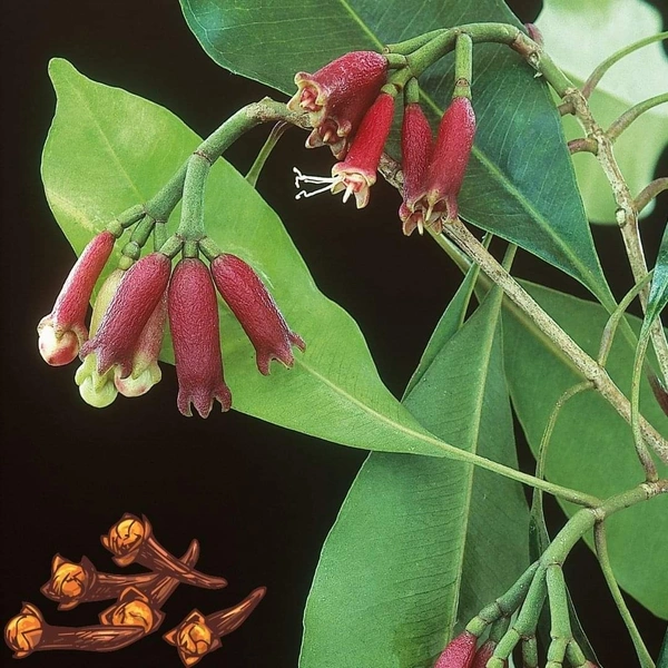 Clove (Lavanga)