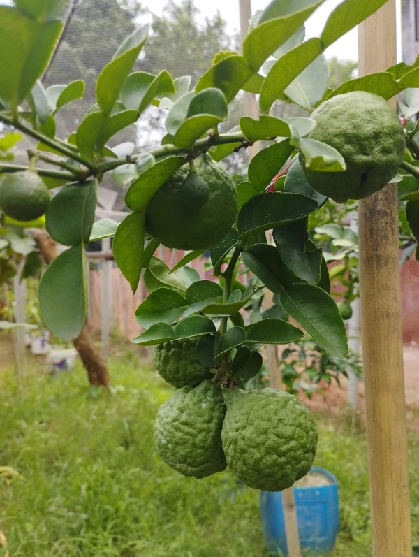Kafir Lime 