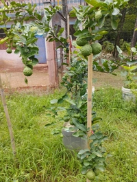 Kafir Lime 