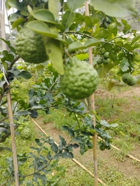 Kafir Lime 