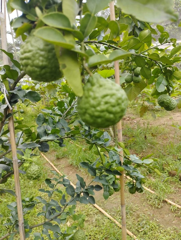 Kafir Lime 