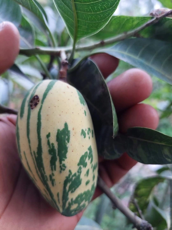 Variegated Mango