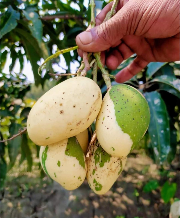 Variegated Mango