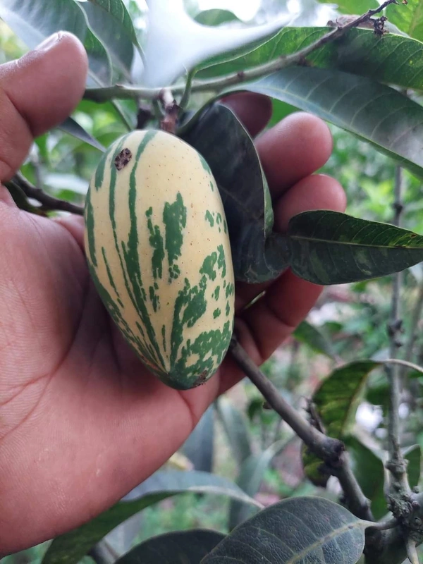 Variegated Mango
