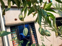 Variegated Mango