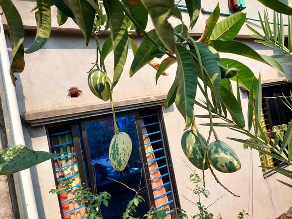 Variegated Mango
