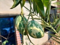 Variegated Mango