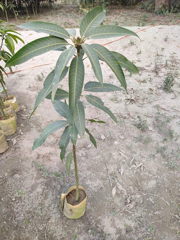 Variegated Mango