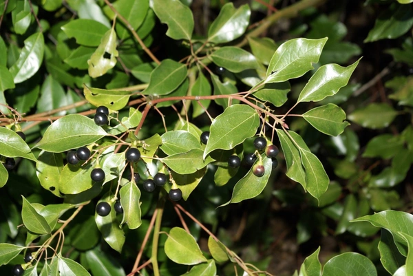 Camphor Plant  ( Kapoor )