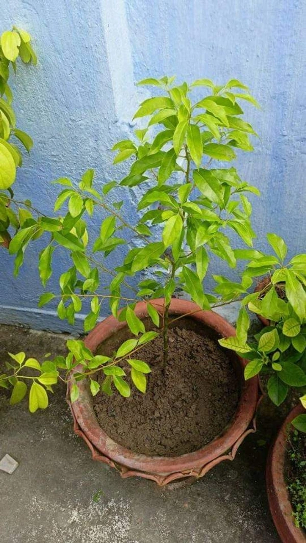 Camphor Plant  ( Kapoor )