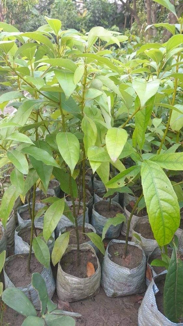Camphor Plant  ( Kapoor )
