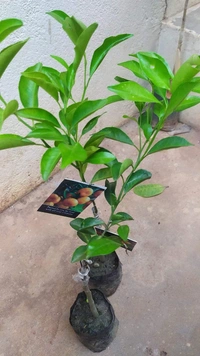 Darjeeling Orange 