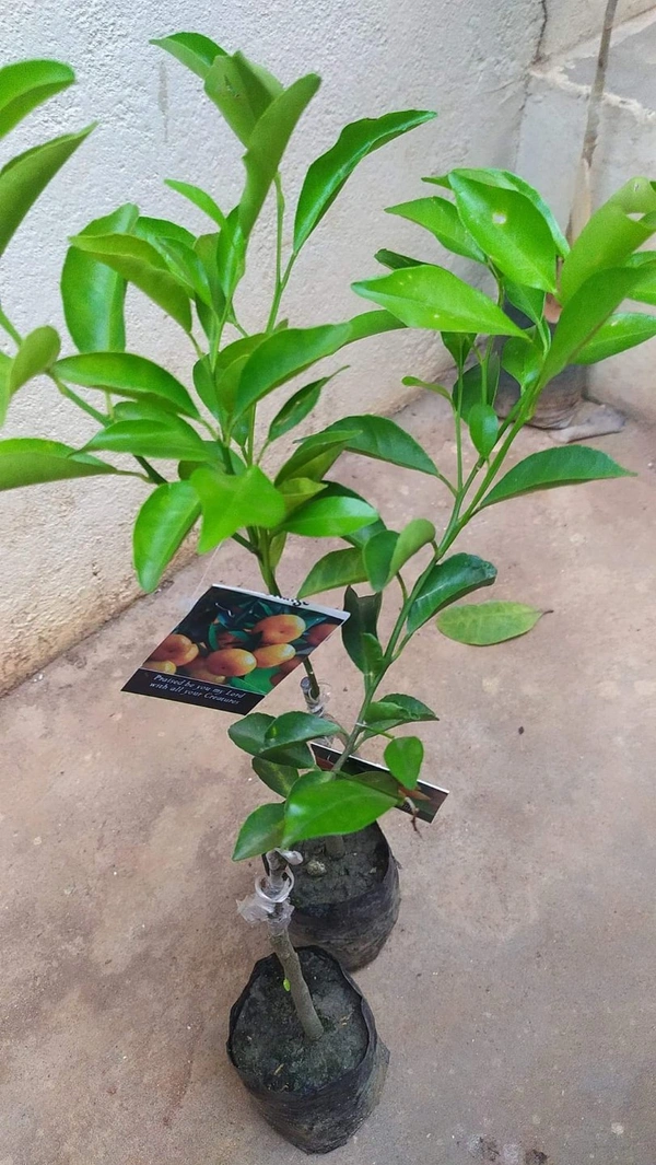 Darjeeling Orange 