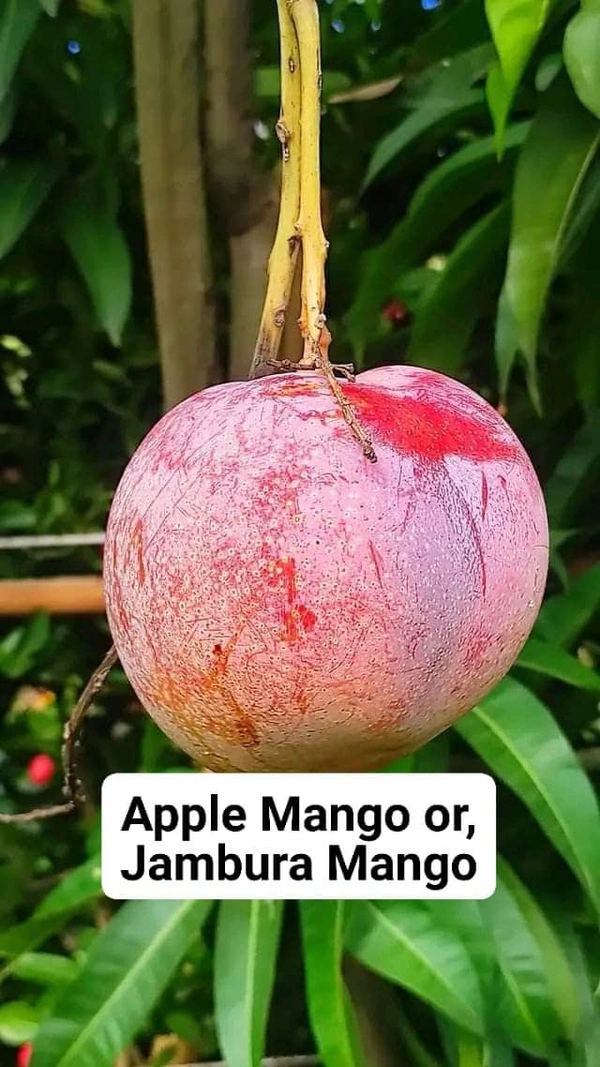 Apple Mango / Jambura Mnago