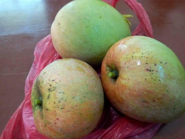 Apple Mango / Jambura Mnago