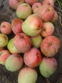Apple Mango / Jambura Mnago