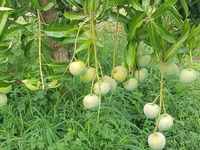 Apple Mango / Jambura Mnago