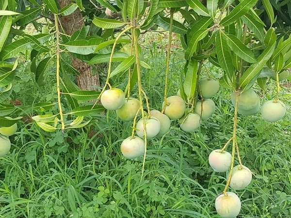 Apple Mango / Jambura Mnago