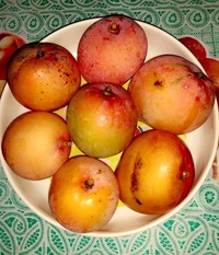 Apple Mango / Jambura Mnago