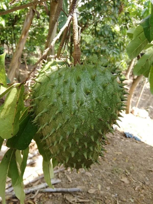 Soursop Plant (Cancer Preventive)