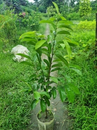 Soursop Plant (Cancer Preventive)