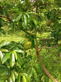 Soursop Plant (Cancer Preventive)