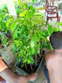 Soursop Plant (Cancer Preventive)