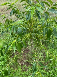 Coffee Plant (Arabian Robasta)
