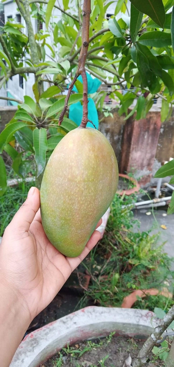 Quzai Mango 