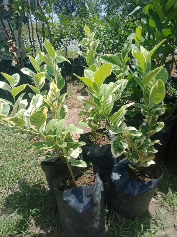 Variegated Kagzi Lemon
