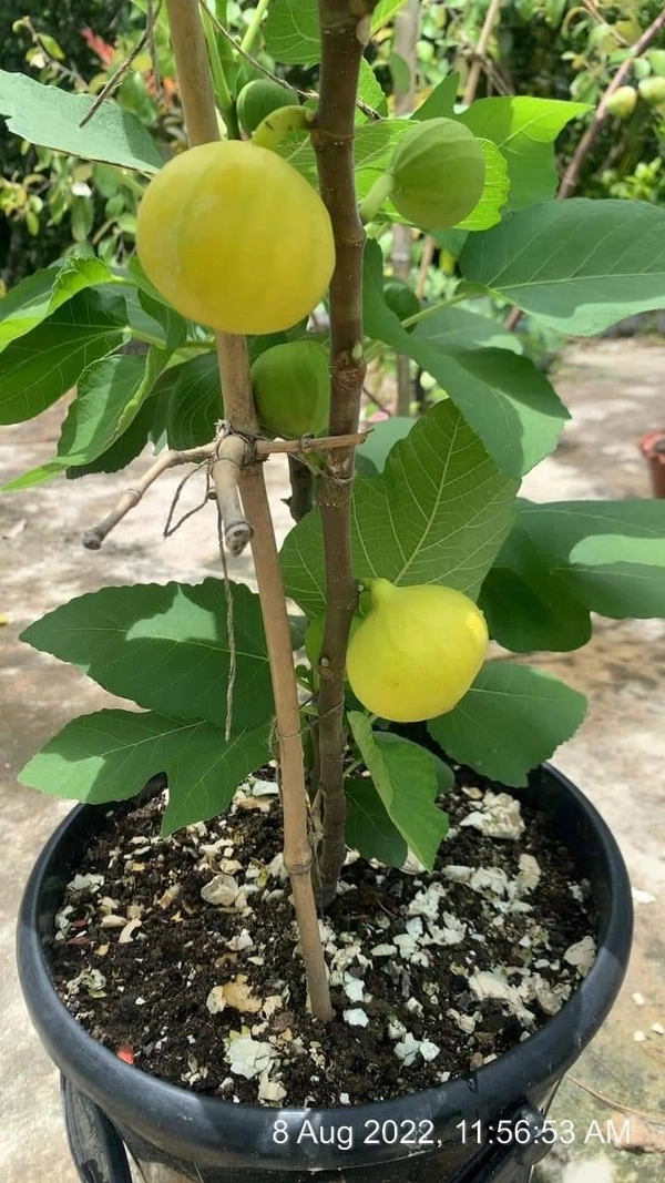 Fig (Dayna)