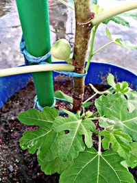 Fig (Dayna)
