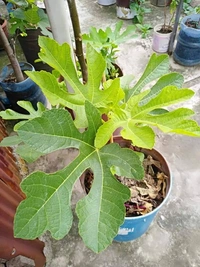Fig (Dayna)