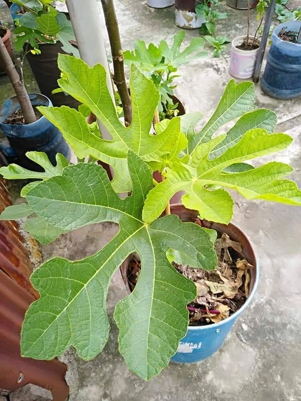 Fig (Dayna)
