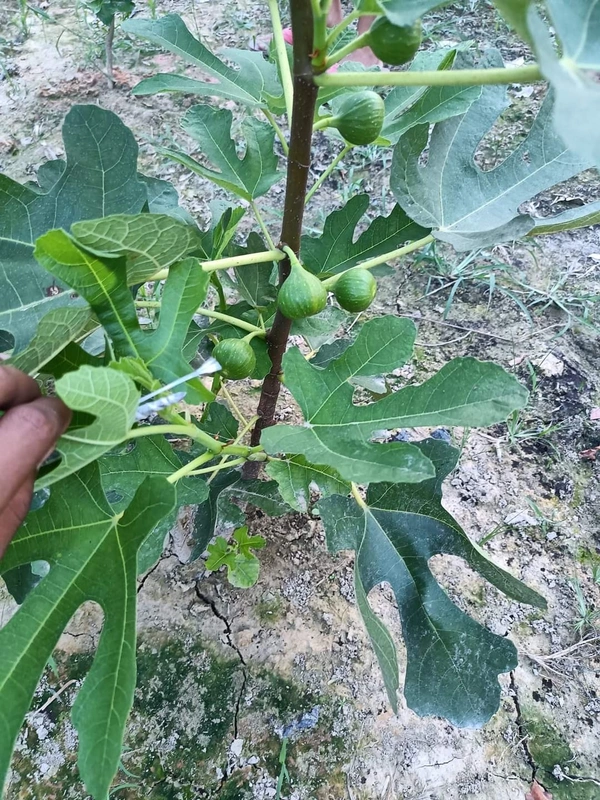 Fig (Dayna)