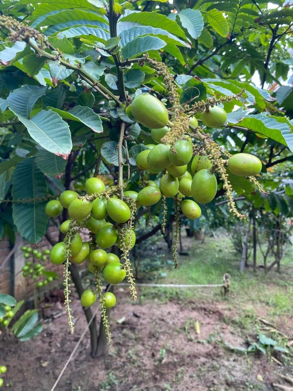 Matoya Fruit