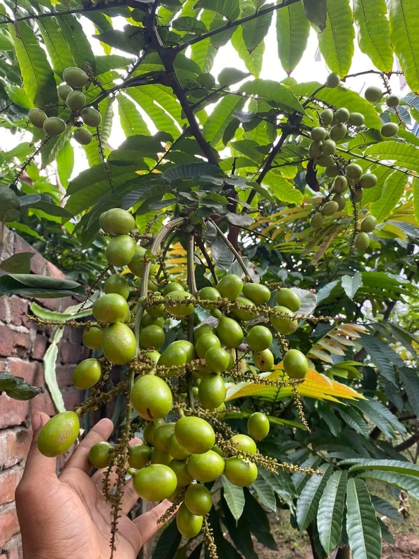 Matoya Fruit