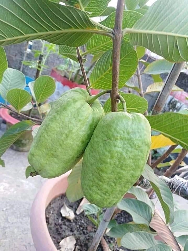Seedless Guava