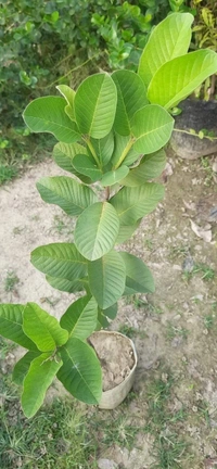 Seedless Guava