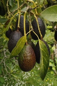Carmen Avocado (Red)