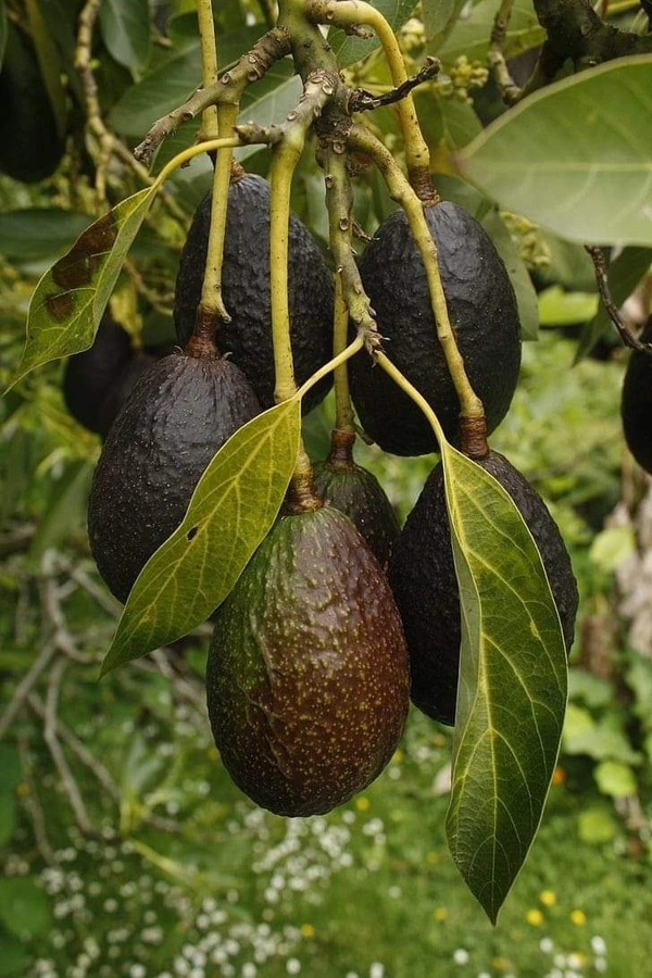 Carmen Avocado (Red)