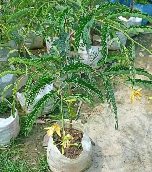 Sweet Tamarind   ( Imli )
