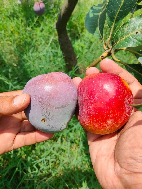 Arunika Mango (Late Variety)
