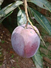 Arunika Mango (Late Variety)