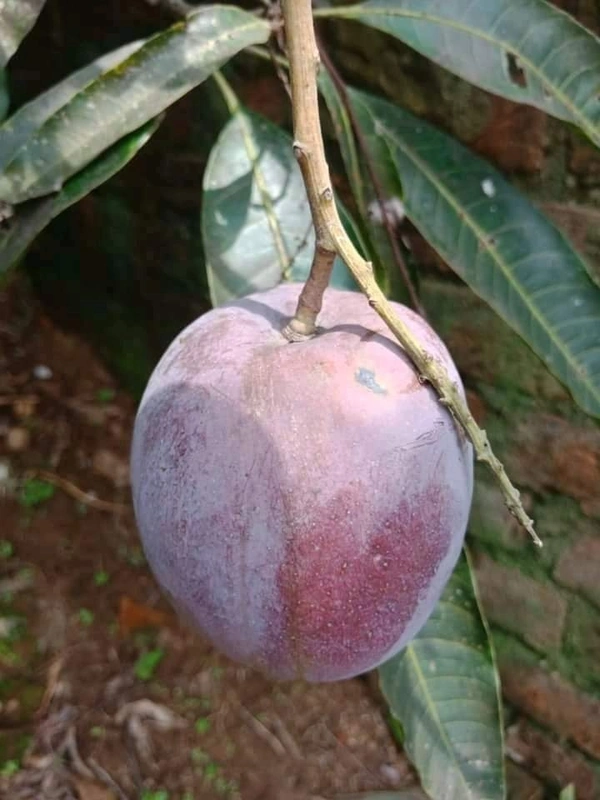 Arunika Mango (Late Variety)