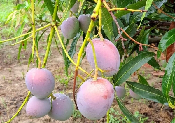 Arunika Mango (Late Variety)