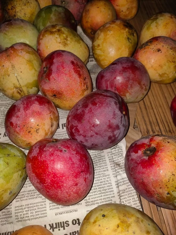 Arunika Mango (Late Variety)
