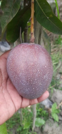 Arunika Mango (Late Variety)