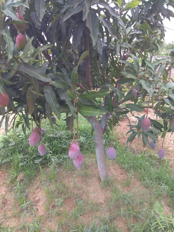 Ambika Mango